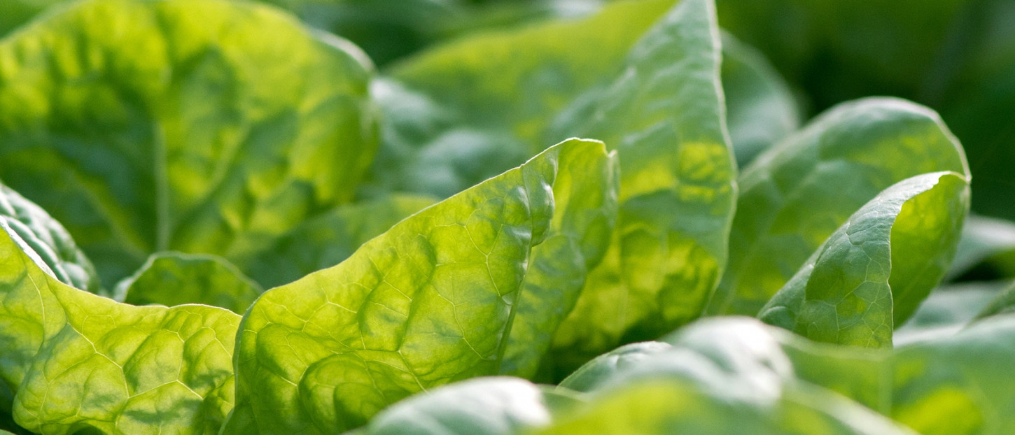 bauer gruppe unternehmen frikoni header