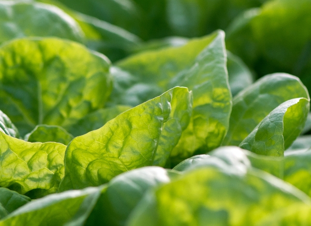 bauer gruppe frikoni